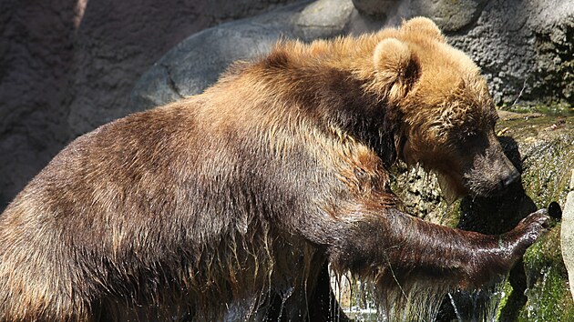Novou obyvatelkou brněnské zoo je sedmiletá medvědice kamčatská Irina. (12.7.2021)