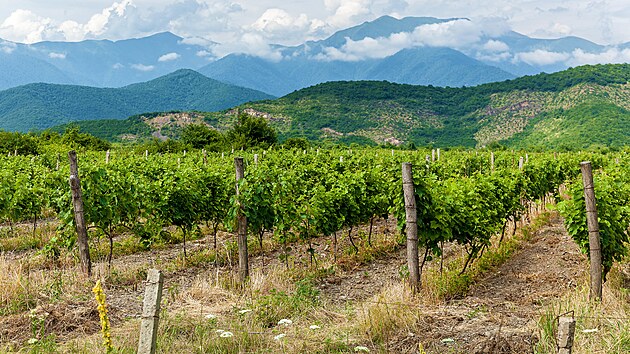 Kavkazsk vinice