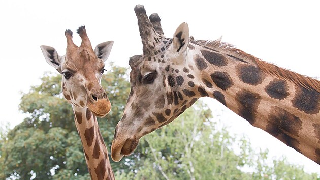 Nový samec žirafy Rothschildovy (vpravo) připutoval z Plzně do dvorské zoo, brzy se podívá do výběhu.