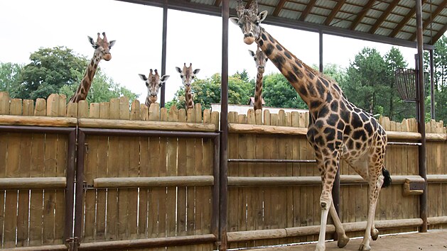 Nový samec žirafy Rothschildovy připutoval z Plzně do dvorské zoo, brzy se podívá do výběhu (14. 7. 2021).