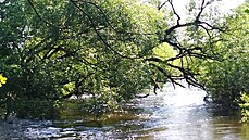 Úsek eky Ohe mezi Trnicí (asté nástupní místo vodák) a Nebanicemi byl v posledních dnech velmi obtín sjízdný. Dnes u vodákm nebrání popadané stromy.