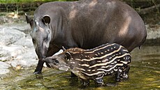 Mladá samika tapíra jihoamerického Jasmína