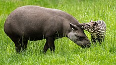 Mladá samika tapíra jihoamerického Jasmína