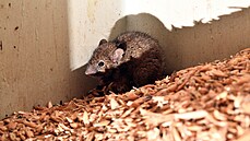 Myš na farmě ve městě Tottenham v Novém Jižním Walesu. (21. června 2021)