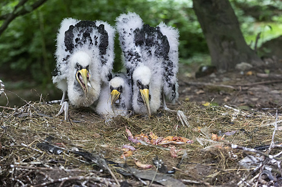 V olomoucké zoologické zahradě se narodila v polovině června tři mláďata...