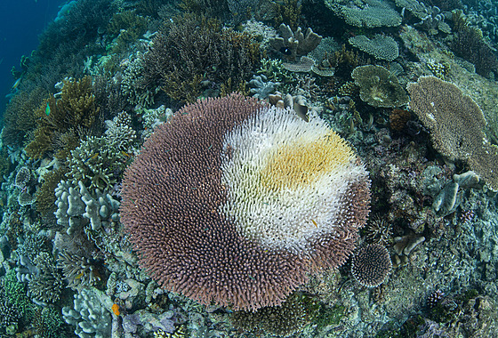 Smrtící choroba korál, která má za následek úbytek jejich hmoty, má zkratku...