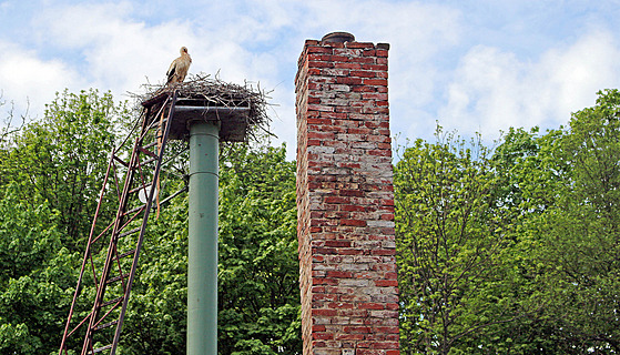 P�ed �ty�mi lety se �ápi usídlili na cihlovém komín�. �ándor Havrán je záhy...