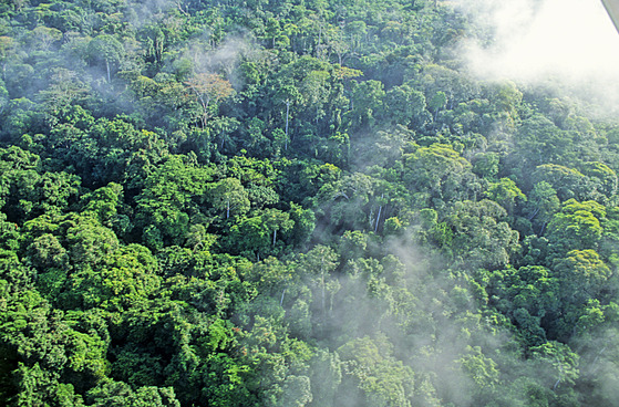 Detný les v africkém státu Gabon na snímku z roku 2008