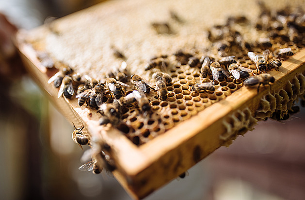 Pohled na rámek s plásty. Včely jsou perfektní pracovnice, každá ví, co má...
