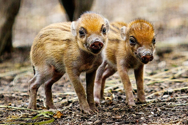 Na narození vzácných prasat visajánských ekala ostravská zoo pt let.