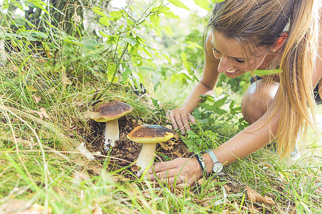 Houbařská sezona se rozjela, pochlubte se svými úlovky ostatním čtenářům