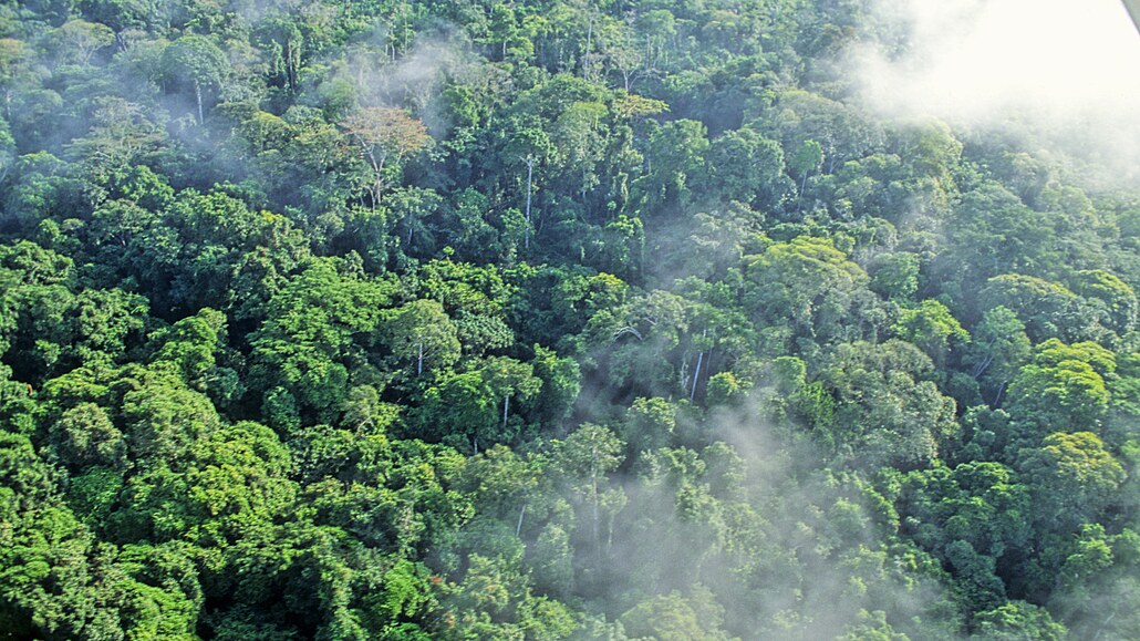 Gabon chce vydělávat na pohlcování uhlíku, ropu nahradí lesním kapitálem