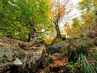 Jizerskohorské bučiny