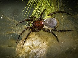 Vodouch stíbitý (Argyroneta aquatica) je povaován za jediný druh pavouka...