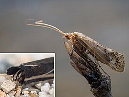 Chrostíci (ád Trichoptera) - dosplec rodu Limnephilus a larva druhu...
