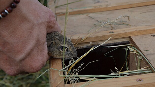Ochr�nci p��rody zasazovali sysly z chovu brn�nsk� zoo na b�eclavsk� leti�t�. (21.7.2021)