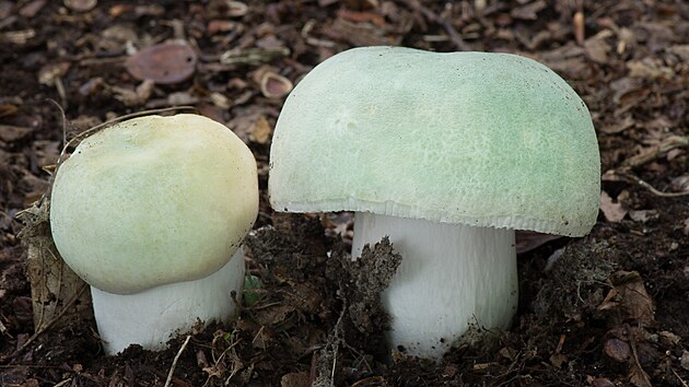 Velmi chutn holubinka nazelenal (Russula virescens), pozor ovem na zmnu s muchomrkou zelenou! Sbrejte jen ty houby, kter bezpen znte, varuj mykologov. 