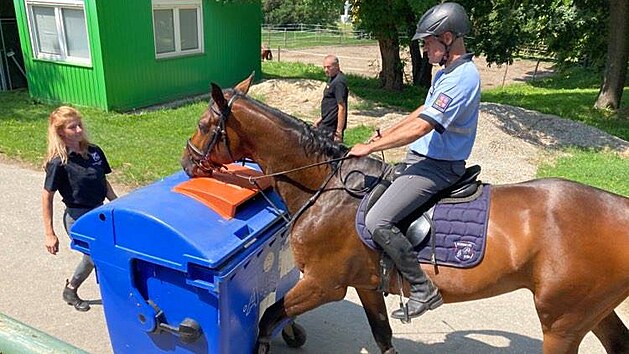V píseckém hřebčinci cvičí koně pro policejní službu.