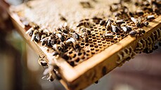 POHLED na rámek s plásty. Včely jsou perfektní pracovnice, každá ví, co má... | na serveru Lidovky.cz | aktuální zprávy