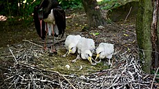 Chovný pár áp erných z olomoucké zoo má ti potomky.