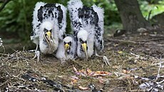 V olomoucké zoologické zahrad� se narodila v polovin� �ervna t�i mlá�ata...