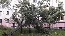 Po ádní ivl v Plzeském kraji zanechaly popadané stromy spou na mnoha...