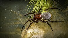 Vodouch stříbřitý (Argyroneta aquatica) je považován za jediný druh pavouka...