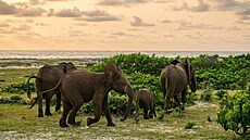 Národní park Loango v Gabonu je domovem slon pralesních.