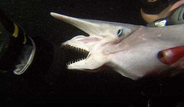 VIDEO: Nejpodivnější žraloci, se kterými se můžete na planetě setkat