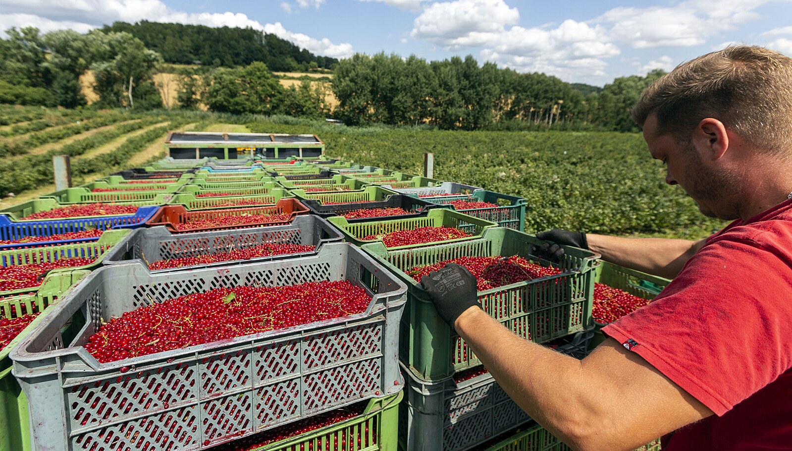 Mrazy zničily téměř polovinu české úrody ovoce. Ovocnáři čekají na kompenzace