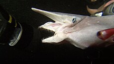 Žralok šotek dokáže vysunout čelist ke kořisti, a tím ji překvapit.