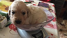 Kdy� si Markéta Horáková p�ivezla dom� �estitýdenní �t�n�, bylo na retrívra...