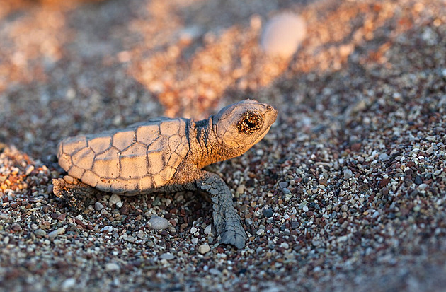Mláďata želv polykají v moři plasty, jejich evoluční výhoda se stala pastí