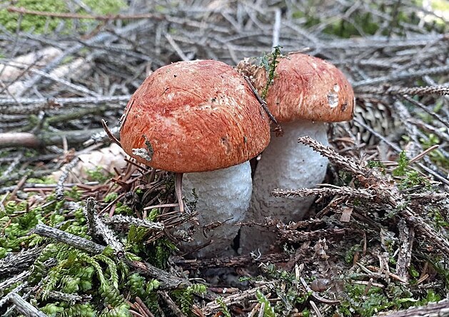 Pomrn vzácným druhem hub je kemená smrkový. Tuto dvojici s krásn...