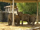 Sloni v ostravsk zoo si uvaj novho stnidla ped sluncem