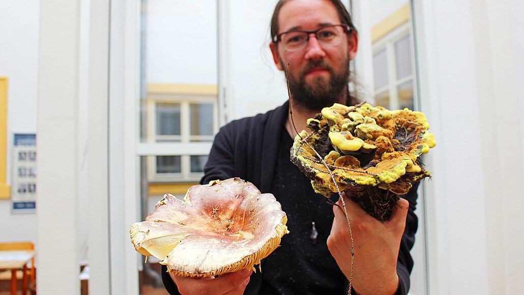 Předseda Mykologického kroužku Trutnov Petr Kuráň ukazuje na výstavě hub v...