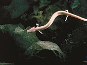 Macar�t jeskynn� vypad� jako mal� dr��ek a je hlavn� atrakc� jeskyn� Postojna.