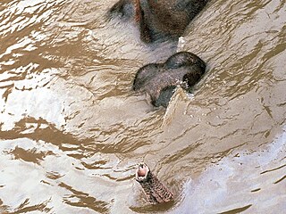 Povodeň století: Záplavy nepřežila téměř stovka zvířat. Přečtěte si, jak o katastrofě před 20 lety psaly Lidovky