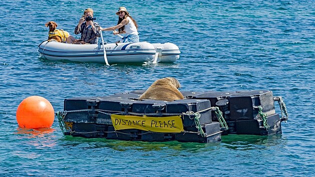 Odborníci mu zřídili ponton, aby měl kde odpočívat a neničil přitom plavidla. (3. srpna 2021)