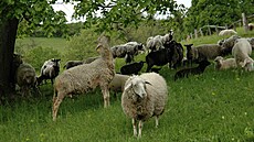 Modráskovi se daí tam, kde se pasou ovce, ale pastva nesmí být píli...