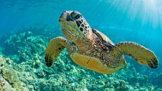 Na ostrově se ještě stále můžete koupat s mořskými želvami každý den, ale taky...
