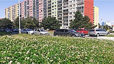 Díve bahnité plochy jsou oseté jetelem plazivým.