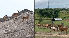 V dole �ije nap�íklad stádo muflon�, v �ásti, která u� je zatravn�ná, vznikla...