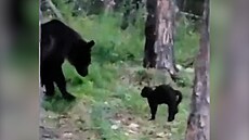 Nebojácný kocour odehnal medvěda od lidí
