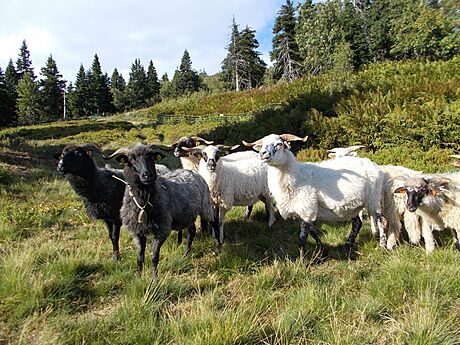 Pastva ovcí nad Ovárnou v Jeseníkách