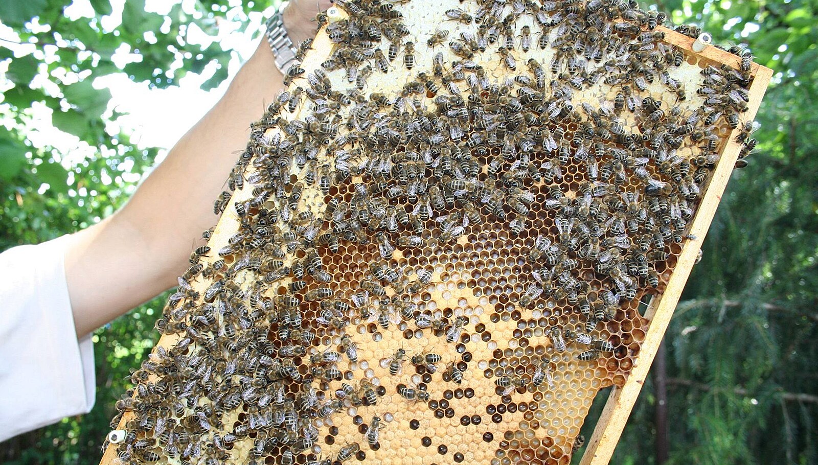 Kdo všechno žije v úlu?