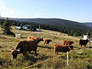 Pastva n�horn�ho skotu u �v�c�rny v Jesen�k�ch