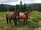 Hucul�t� kon� na pastv� pod �v�c�rnou v Jesen�k�ch