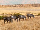 V národním parku Kgalagadi Transfrontier na severozápad JAR bývá ranní safari...