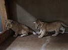 V Safari Parku ve Dvoe se narodila rozkoná mláata lv berberských